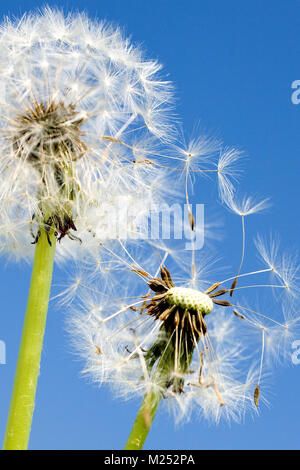 Frühling Garten und Wiese - Frühling Blumen: Löwenzahn (Taraxacum officinale) - weiße Löwenzahn Samen gegen den blauen Himmel Stockfoto