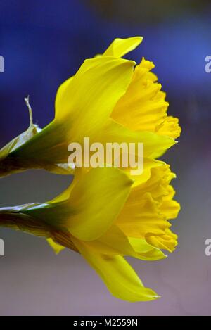 Zwei Narzisse Köpfe Gelb Nahaufnahme Stockfoto