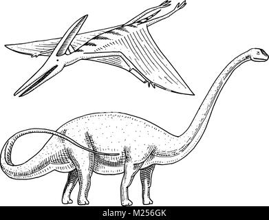 Oder sauropoden Dinosaurier Brachiosaurus, Diplodocus und Apatosaurus Plateosaurus,, Pterosaur, Skelette, Fossilien, winged Lizard. Amerikanische prähistorischen Reptilien, Jurassic Tier graviert Hand gezeichnet Vektor. Stock Vektor