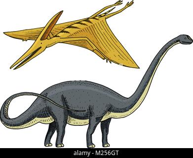 Oder sauropoden Dinosaurier Brachiosaurus, Diplodocus und Apatosaurus Plateosaurus,, Pterosaur, Skelette, Fossilien, winged Lizard. Amerikanische prähistorischen Reptilien, Jurassic Tier graviert Hand gezeichnet Vektor. Stock Vektor