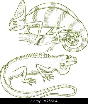 Chameleon Eidechse, Amerikanische Grüner Leguan, Reptilien und Schlangen. herbivore Arten. Vector Illustration für Buch oder pet store, Zoo. graviert Hand in alte Skizze gezeichnet. Stock Vektor