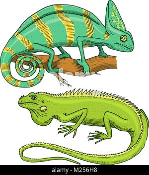 Chameleon Eidechse, Amerikanische Grüner Leguan, Reptilien und Schlangen. herbivore Arten. Vector Illustration für Buch oder pet store, Zoo. graviert Hand in alte Skizze gezeichnet. Stock Vektor