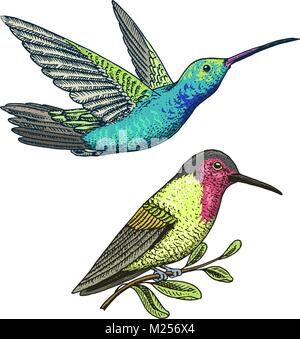 Kleine Kolibri. Rufous-Weiß-necked Jakobinischen Vogel. Exotische tropische Tier Icons. Golden tailed Saphir. Verwenden Sie für Hochzeit, Party. graviert Hand in alte Skizze gezeichnet. Stock Vektor