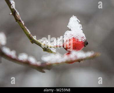 Frankfurt am Main, Deutschland. 04 Feb, 2018. Einen schneebedeckten Hagebutten neben einem Pfad in Frankfurt am Main, Deutschland, 04. Februar 2018. Foto: Frank Rumpenhorst/dpa/Alamy leben Nachrichten Stockfoto