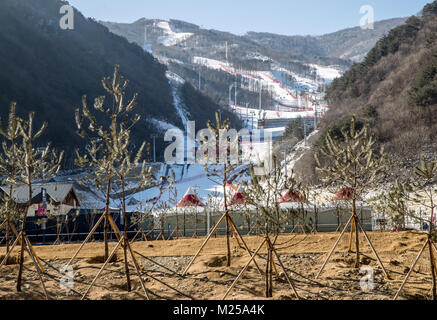 Pyeongchang, Südkorea. 05 Feb, 2018. Neu gepflanzten Bäumen vor der Abfahrt an der Jeongseon Alpine Centre in der Nähe von Pyeongchang, Südkorea, 05. Februar 2018. Die PyeongChang 2018 Olympische Winterspiele sind aufgrund von 09 - 25. Februar. Quelle: Michael Kappeler/dpa/Alamy leben Nachrichten Stockfoto