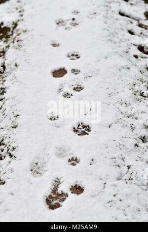 Ashdown Forest UK am 5.Februar 2018 - Hund Wanderer genießen Sie den Schnee in der Ashdown Forest in Sussex heute nach einer Nacht fallen. Das Wetter ist kalt Prognose in Großbritannien in den nächsten Tagen Gutschrift zu bleiben: Simon Dack/Alamy leben Nachrichten Stockfoto