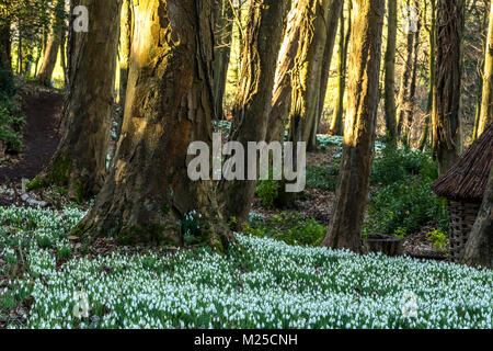 Rokokogarten in Painswick, UK. Am 5.Februar 2018 und Der Rokokogarten in Painswick, Gloucestershire lebt mit seiner atemberaubenden jährlichen Anzeige von Schneeglöckchen. Quelle: David Broadbent/Alamy leben Nachrichten Stockfoto