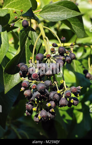 Beeren und Blätter der atlantische Efeu Pflanze im Winter Stockfoto