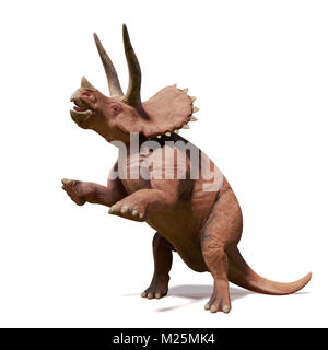 Triceratops horridus, Triceratops Dinosaurier der späten Kreidezeit in Aktion (3d-Abbildung auf weißem Hintergrund) Stockfoto