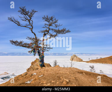 Große Lärche am Ufer des Baikalsee im Winter. Ort der Anbetung der lokalen Bevölkerung. Insel Olchon. Irkutsk Region. Russland Stockfoto
