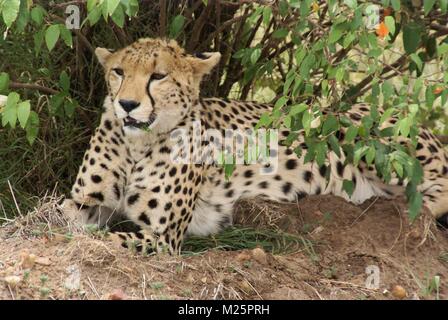 Cheetah safari Kenia Südafrika Stockfoto