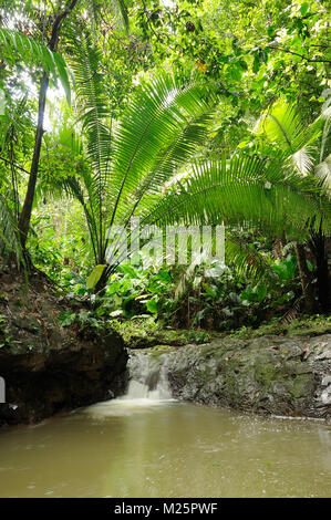 Wild Darien Dschungel in der Nähe von Kolumbien und Panama Grenze Stockfoto