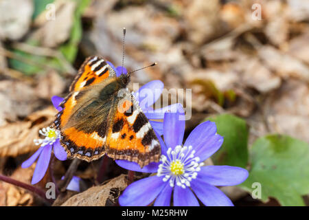 Schildpatt Schmetterling auf leberblümchen Blumen im Frühjahr Stockfoto