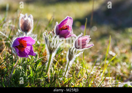 Pasque Blüten auf einer Wiese Stockfoto