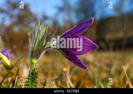 Schließen Sie bis zu einem pasque Blüten auf einer Wiese Stockfoto