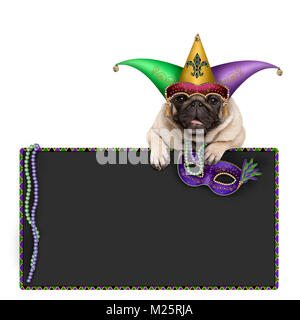 Mardi gras Carnival mops Hund mit Karneval hat, Perlen, Harlekin jester Hut und venezianische Maske hängen auf blackboard anmelden, auf weißem Hintergrund Stockfoto