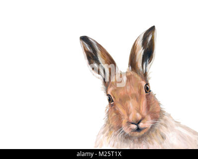 Hase-Gesicht mit Zähnen Stockfotografie - Alamy
