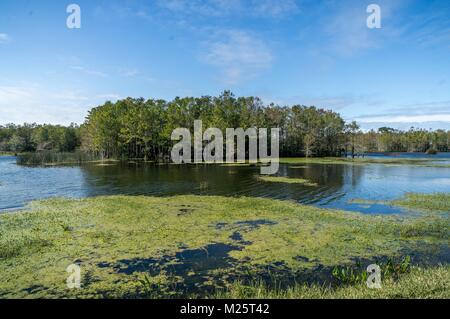 Heißer Sommertag in der sloughs einer Zypresse Marsh Stockfoto