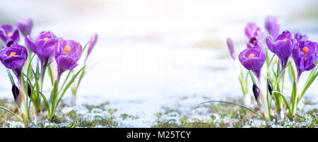 Crocus Blume in sonw am Morgen Stockfoto