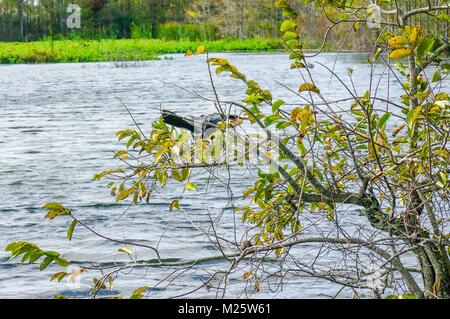 South Florida - Schlange Vogel im Sumpf Stockfoto