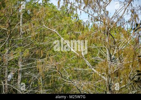 Florida Everglades - Cypress Swamp und Vögel Stockfoto