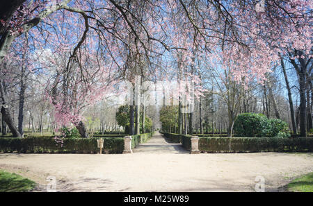 Kirschblüten, Gärten der Stadt Aranjuez, in Spanien. Stone Palace und schöne Herbst Landschaften mit wunderschönen Brunnen und mytholog Stockfoto