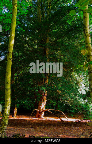 Tief in einem Wald Lichtung steht ein einsamer Baum mit Wurzeln heraus erreichen wie Beine. Stockfoto