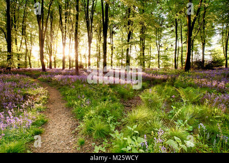 Bluebell Woods mit Vögeln, die sich scharen durch die Bäume während am frühen Morgen Sonnenaufgang. Magischen Wald mit Pfaden durch die schönen Blumen in s Stockfoto