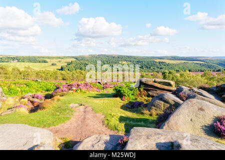 Der Gritstone Aufschlüsse und Blüte lila Heidekraut auf einem Derbyshire Hügel in der Landschaft suchen. Stockfoto