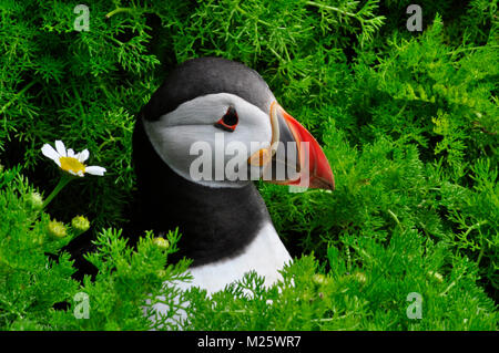 Puffin Fratercula arctica'' erscheint aus dem Fuchsbau unter mayweed Abdeckung auf der Insel Skomer vor der Pembrokeshire Coast. Wales, Großbritannien Stockfoto