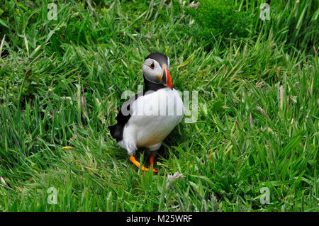 Puffin Fratercula arctica'' erscheint aus dem Fuchsbau unter langen Gras auf der Insel Skomer vor der Pembrokeshire Coast. Wales, Großbritannien Stockfoto