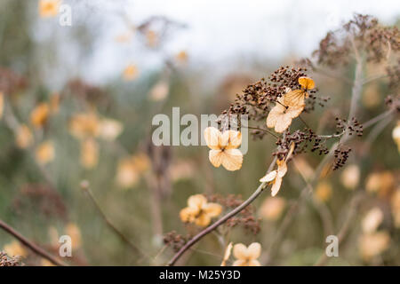 Getrocknete Hortensien Blumen im Winter, Sussex, England Stockfoto