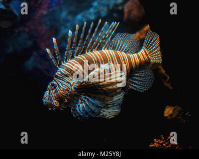 Sehr neugierig Common Lionfish kommen ganz in der Nähe der Kamera zu untersuchen. Teufel firefish Pterois Miles auf einem Hintergrund von einem Korallenriff. im Aquarium. Stockfoto