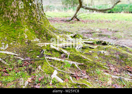 Baumwurzeln und Kofferraum Stockfoto