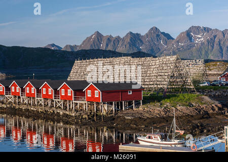 Rote hölzerne Rorbu Kabinen und den Atlantischen Kabeljau Gadus morhua, Trocknen wie Stockfisch auf hölzernen Regalen, Svolvaer, Insel der Inselgruppe Lofoten Austvågøya, Stockfoto