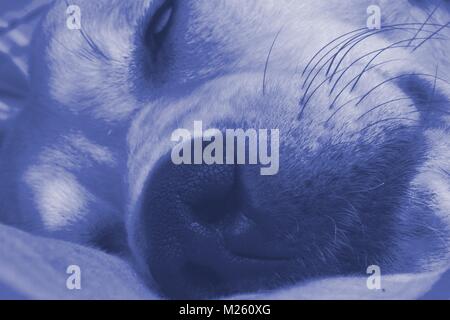 Aus nächster Nähe erschossen von schlafenden Hund Stockfoto