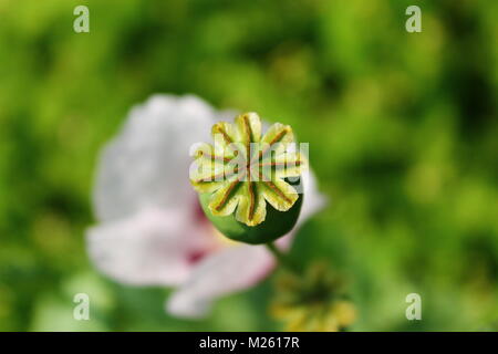 Papaver somniferum Blumen und Kapseln, die im Sommer Feld Stockfoto