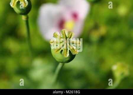 Papaver somniferum Blumen und Kapseln, die im Sommer Feld Stockfoto