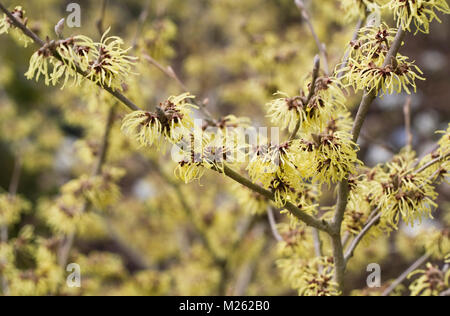 Hamamelis x intermedia 'Githago'. Zaubernuss Blumen. Stockfoto