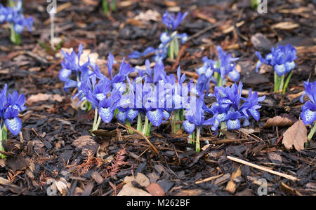 Iris histrioides 'Frau Beatrix Stanley 'Blumen. Stockfoto
