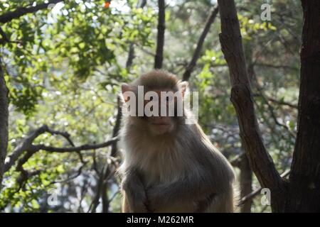 Porträt eines Affen im Wald von China Stockfoto