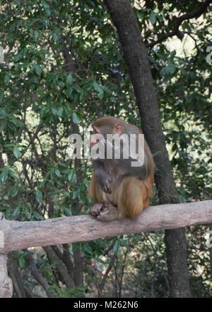 Porträt eines Affen im Wald von China Stockfoto