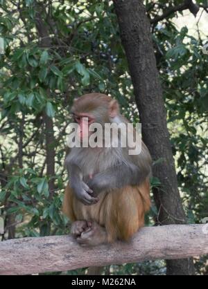 Porträt eines Affen im Wald von China Stockfoto