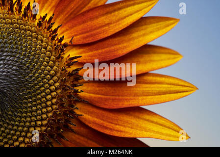 Nahaufnahme der Abendsonne, Sonnenblume. Stockfoto