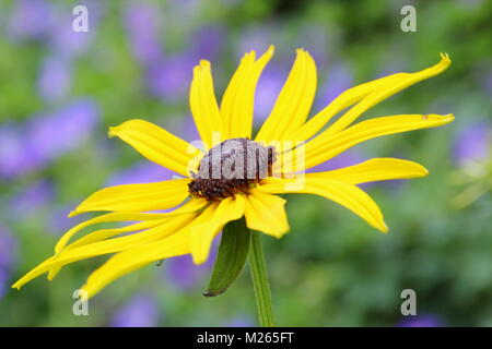 Rudbeckia fulgida var. sullivantii 'Goldsturm', eine krautige Staude coneflower, in einem Garten Grenze gegen Blau' Geranium 'Buxton, Großbritannien Stockfoto