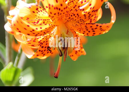 Lilium lancifolium., ein markantes Tiger Lily, in der Blume in einen Englischen Garten an einem hellen Sommertag (August), UK Stockfoto