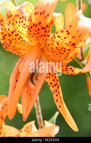 Lilium lancifolium 'Flore Pleno oder mit doppelter Tiger Lily, in der Blume in einen Englischen Garten an einem hellen Sommertag (August), UK Stockfoto