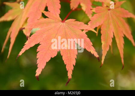 Acer palmatum ango Kaku 'japanische Ahorn baum Blatt anzeigen herbstliche Rosa Gelb färben (im Spätsommer), Großbritannien Stockfoto