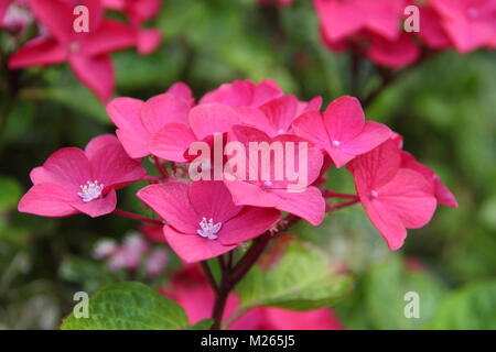 Hydrangea Macrophylla 'Lady in Red', die in der Blume, UK Garten Stockfoto