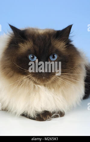 Seal-colourpoint Katze, Porträt Stockfoto